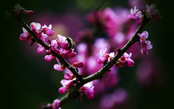 迎春花