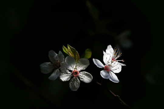 迎春花