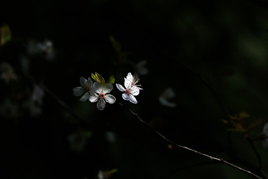 迎春花