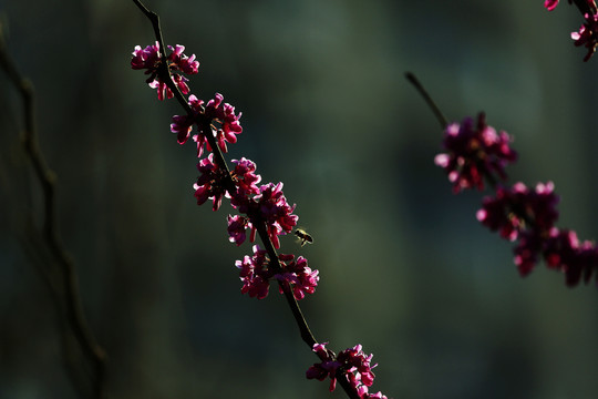 迎春花