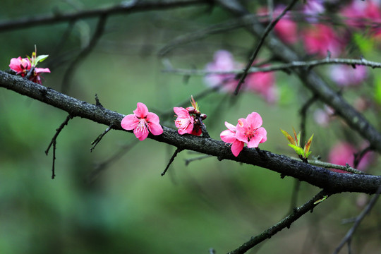 迎春花