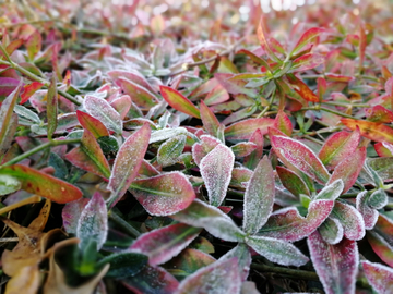 霜打植物
