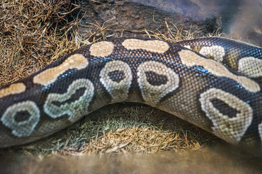 蟒蛇
