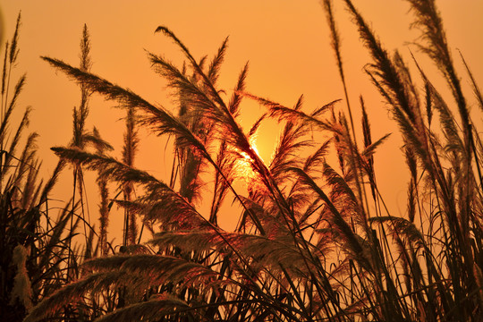 夕阳下的芦苇