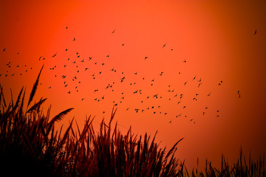 晚霞中的鸟群和芦苇