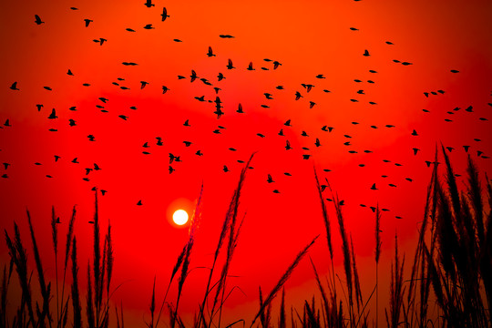 芦苇上空追落日的鸟群