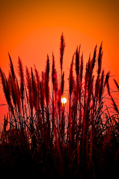 夕阳下的芦苇