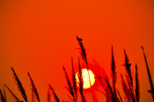 落日下芦苇上的鸟