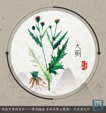 中草药植物插画大蓟