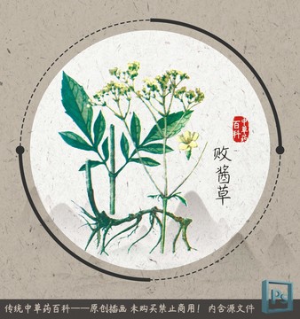 中草药植物插画醡浆草
