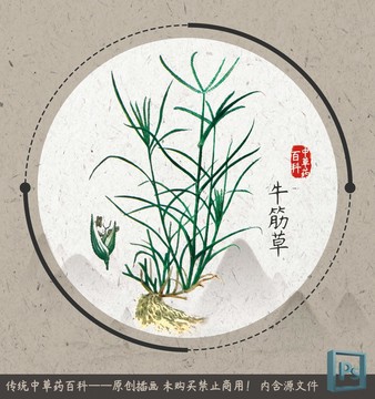 中草药植物插画牛筋草