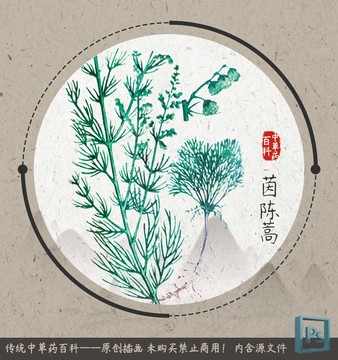 中草药植物插画茵陈蒿