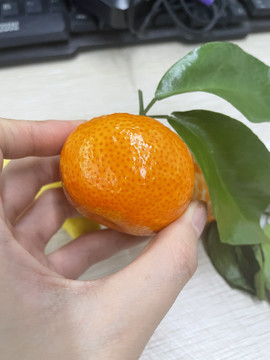 橘子