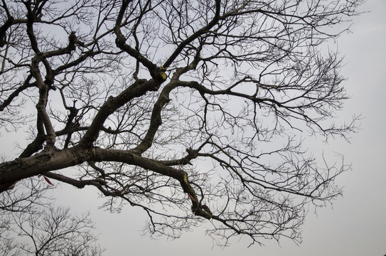 冬天天空下的树木树枝