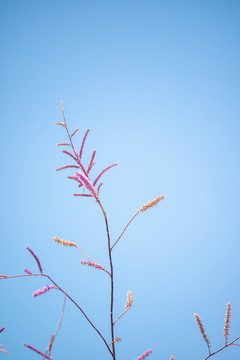 沙漠里的红柳花