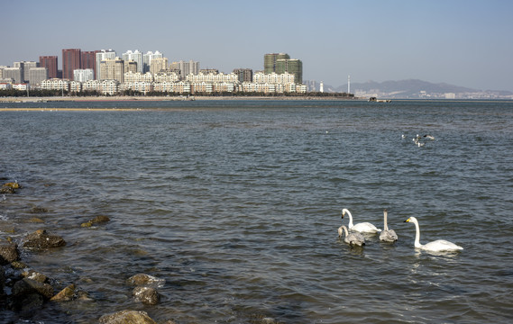 白天鹅惊现威海九龙湾