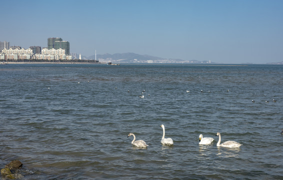 白天鹅惊现威海九龙湾