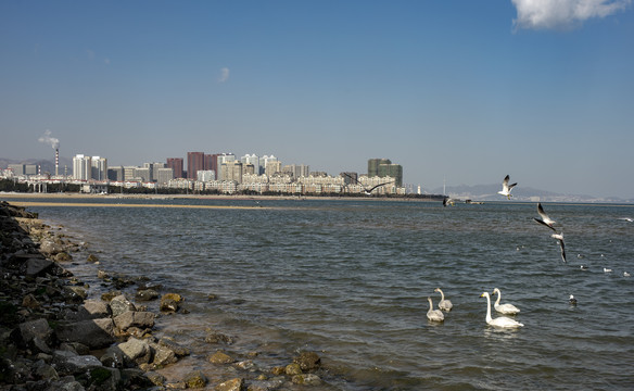 白天鹅惊现威海九龙湾