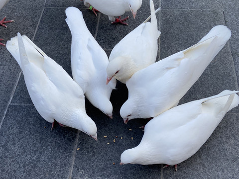 鸽子抢食