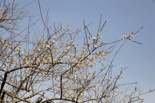 梅花树