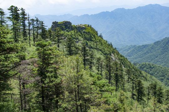 朱雀森林公园