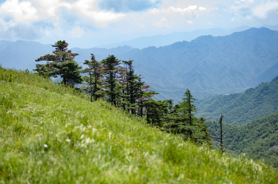 朱雀森林公园