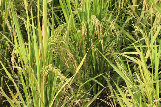 水稻禾苗