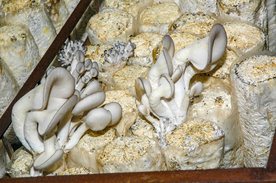 蘑菇种植
