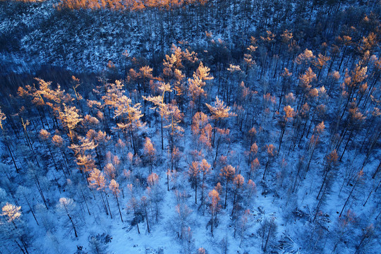 林海雪原松林夕照