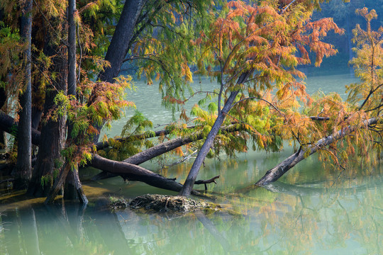 河上彩色的水杉树