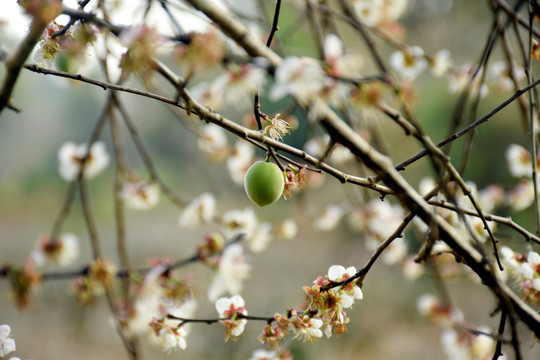 梅花