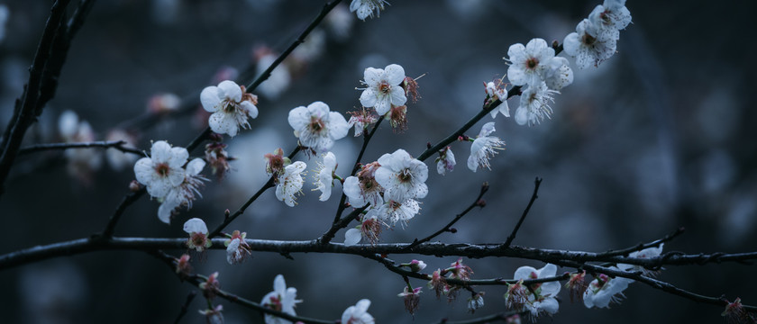 梅花