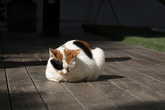 晒太阳的猫