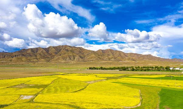 西藏日喀则地区盛开的油菜花