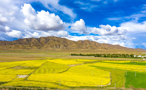西藏日喀则地区盛开的油菜花