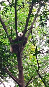 爬在树上的大熊猫