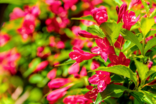 忍冬科植物红色锦带花