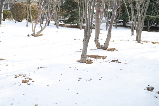 雪地