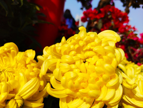 菊花特写