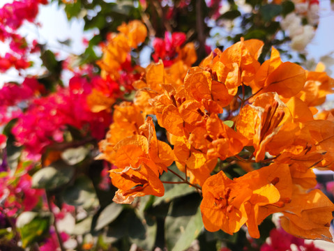 花卉特写