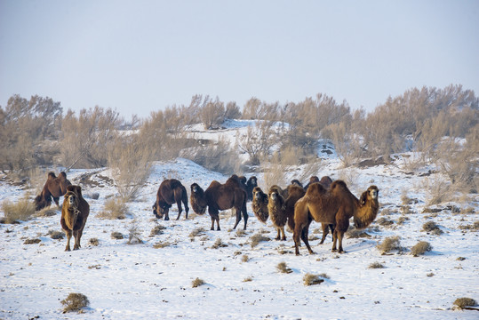骆驼冬雪