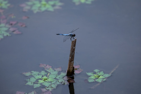 西湖蜻蜓