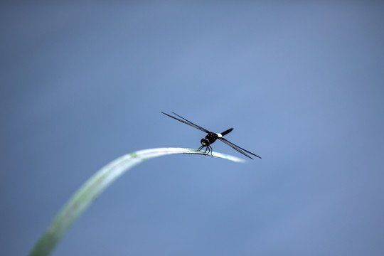 西湖蜻蜓