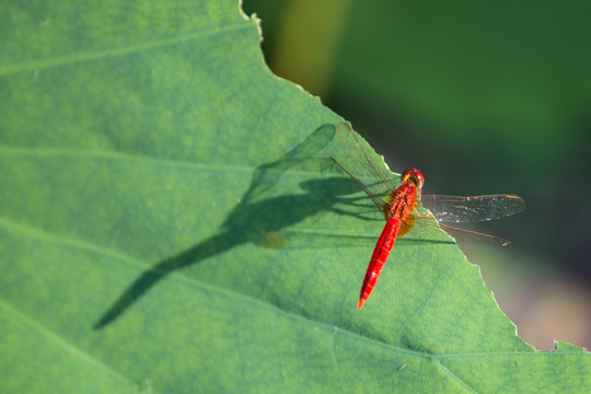 西湖蜻蜓