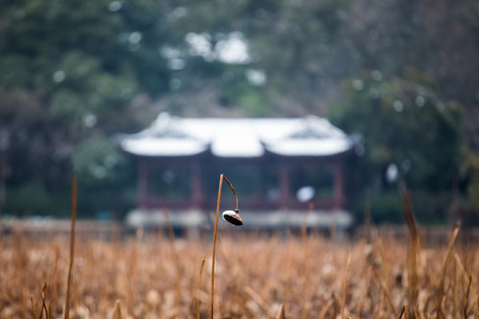 西湖雪韵