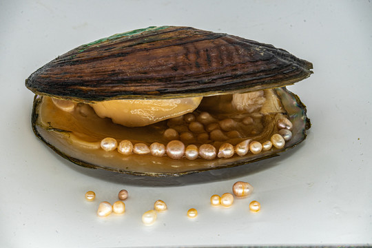 珍珠蚌