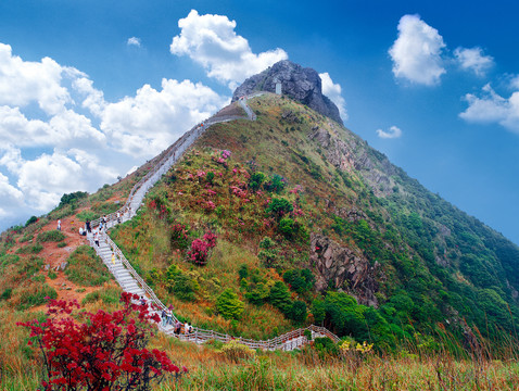 东莞银瓶嘴（满山红）