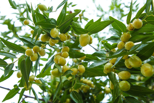 大荔冬枣树