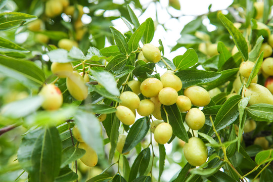 大荔冬枣树