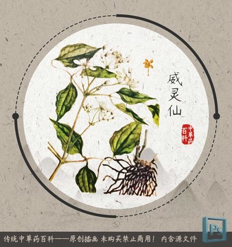 中草药植物插画威灵仙